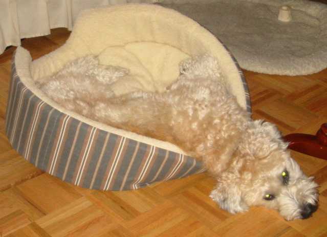 Leo the Dog - Photo Blog of a Wheaten Terrier